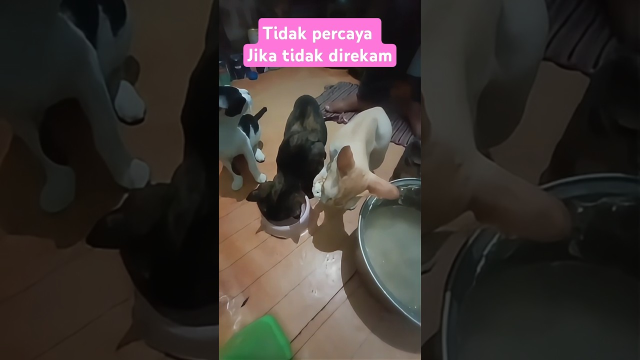 "This Cat Found a Genius Way to Drink" #cat #funnycat