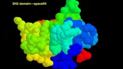 04 1 SH2 domain