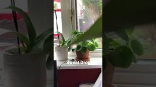 Plants Sweat About To Drop