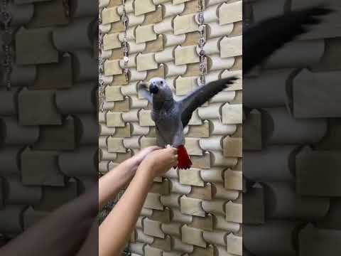 African grey #parrot🦜