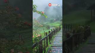 ⛈️ Relax Instantly & Beat Insomnia | Rain Ambience #Shorts #naturesounds #rain #deepsleep #relax