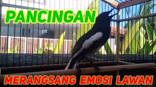pancingan kacer kurang emosi atau kurang birahi langsung fighter