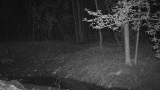 20190607 3:53am - raccoon baby slips into creek
