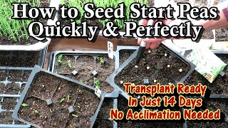 How to Seed Start Peas Indoors & Have Transplant Ready Peas in 2-3 Weeks: No Acclimation Needed