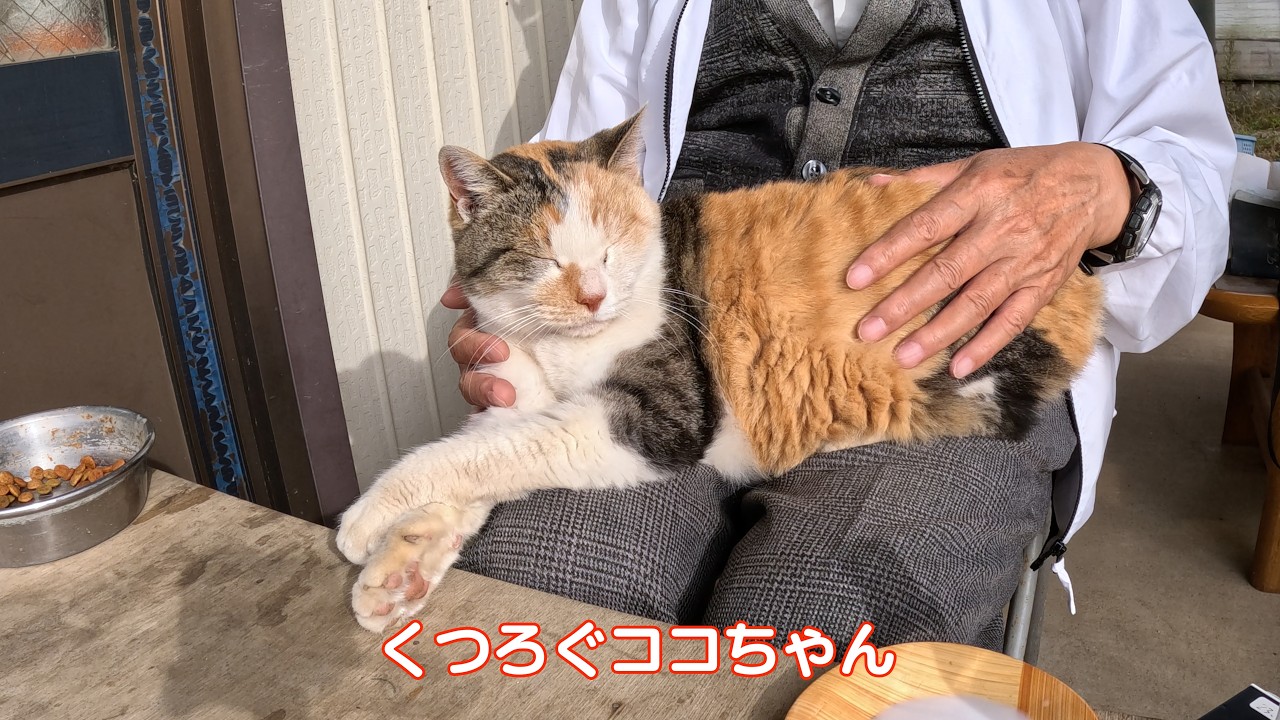 猫ココ 思い出のココちゃん231116 #三毛猫 - YouTube