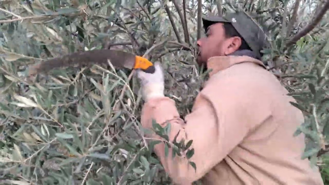 تقليم الزيتون المختنق خطوات لاسترجاع القوة والانتماء منطقة الفقيه بن صالح 0667946266