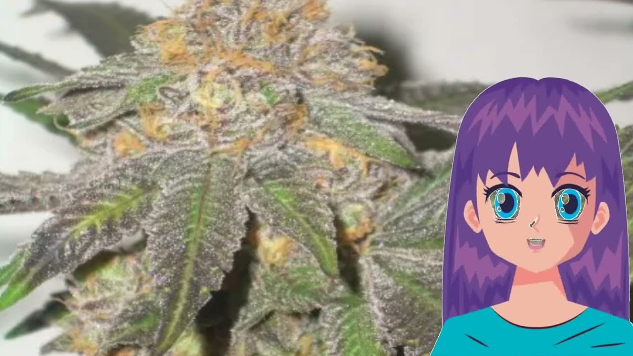 Sasquatch – 303 seeds