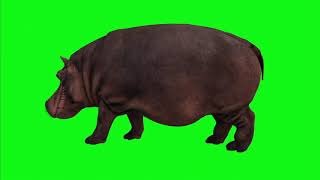 Hippo Green Screen 1080P