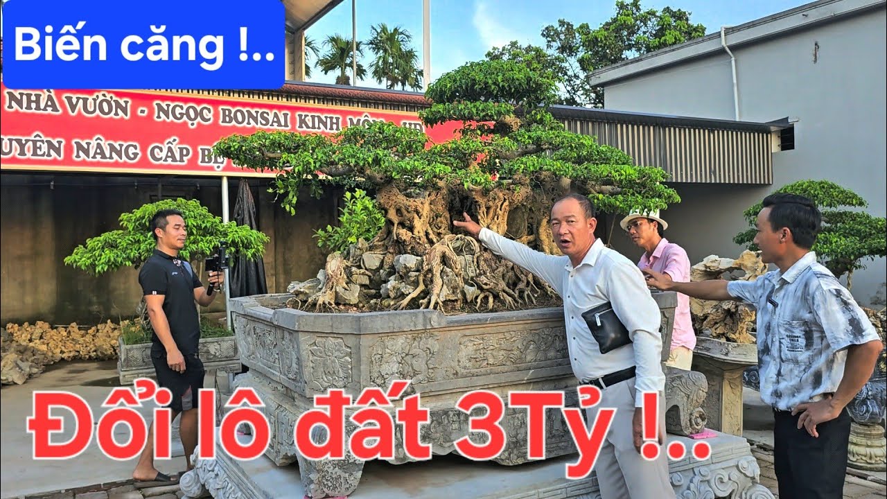 Cây này khách đòi đổi lô đất 3tỷ chủ cây gật đầu là mất cây 