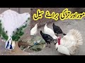 peacock for sale | turkey for sale | blue shoulder peacock | black shoulder peacock &amp; chicks |