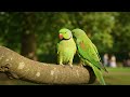 London's Parakeets A Story of Urban Invasion Wildlife Documentary - Indian Ring-necked Parakeet