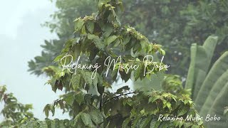 Suara hujan sedang dengan pemandangan perkebunan yang sejuk - Relaxing Music Bobo