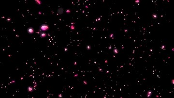 Hiệu Ứng Cánh Hoa Rơi Hồng