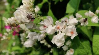 Kuş Ve Arı Sesleri I Sakinleştirici - Bird And Bee Sounds I Relaxing