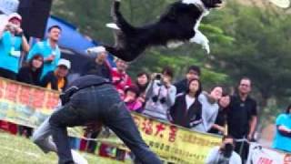 PhotoStory1 Free style dog disc