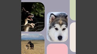 Carefree Moods for The Sweetest Dogs