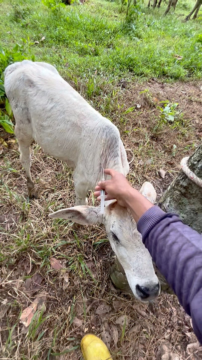 Sapi anakan ngamuk saat dilakukan penyuntikan. #cow #animals #shorts