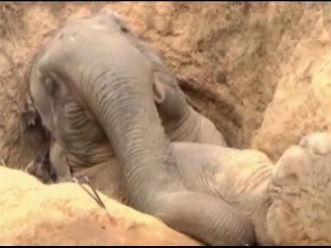 Elephant dies after falling into well in Midnapore - YouTube