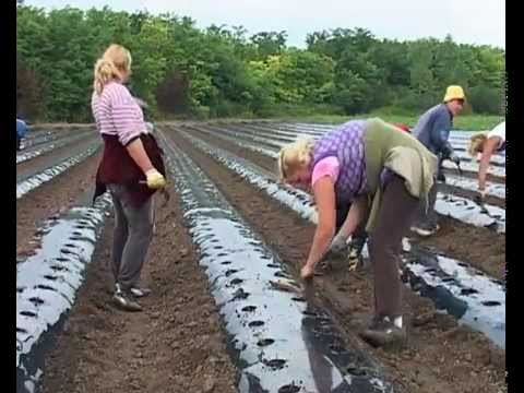 Video: Uzgoj Jagoda Na Netkanom Materijalu