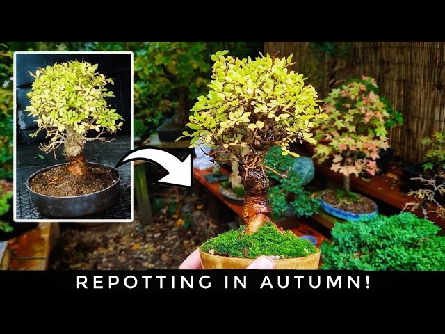 succulent bonsai Succulents Bonsai Flower seeds for Planting Premium Qua