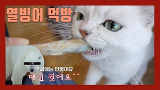 브리티시 숏헤어 '알린'이와 메인쿤 '루루' 의 열빙어 먹방! (feat.마도로스펫) by 똥고집 548 views 4 years ago 3 minutes, 12 seconds