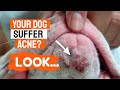 🤔¿Can DOGS get ACNE and Pimples?🐶