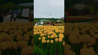 tulip ulsan grand park #vlog #flowers #travel