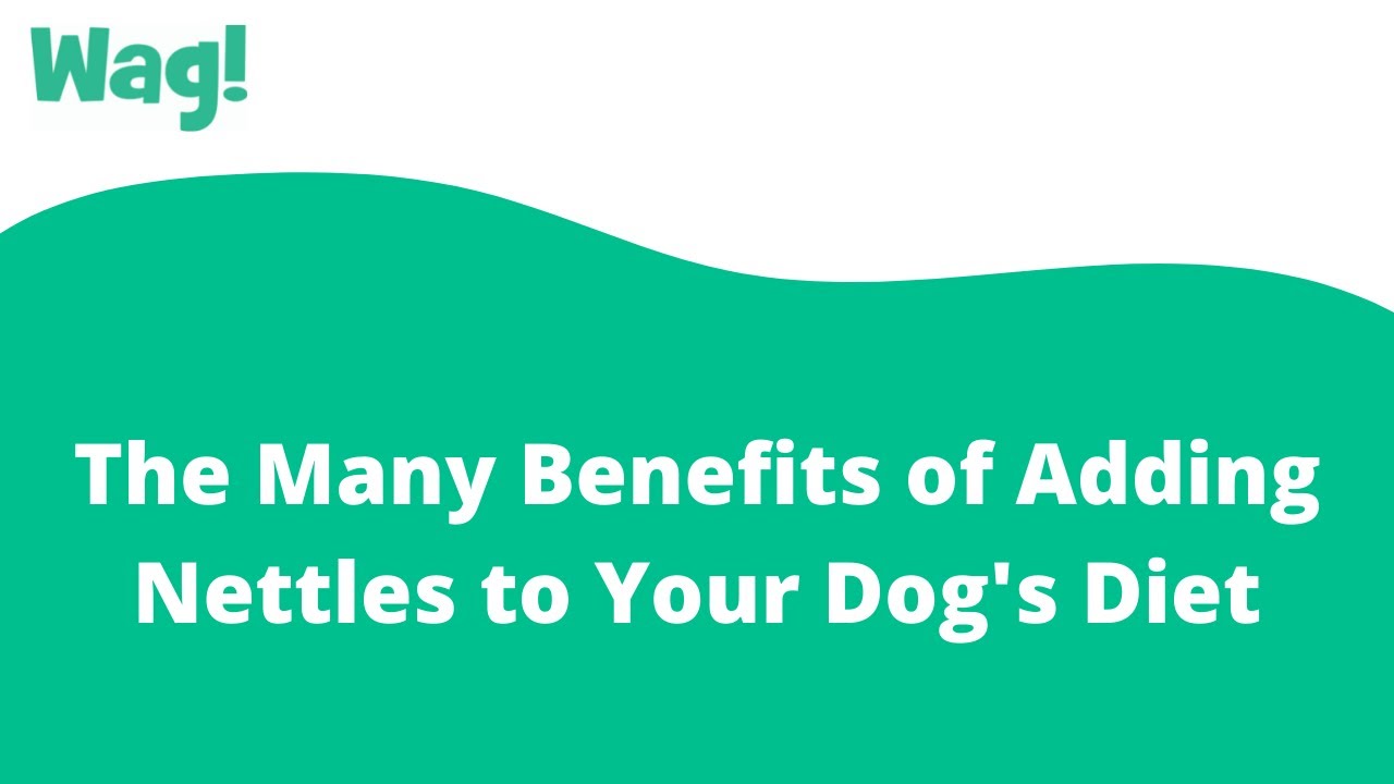 The Many Benefits of Adding Nettles to Your Dog's Diet Wag! YouTube
