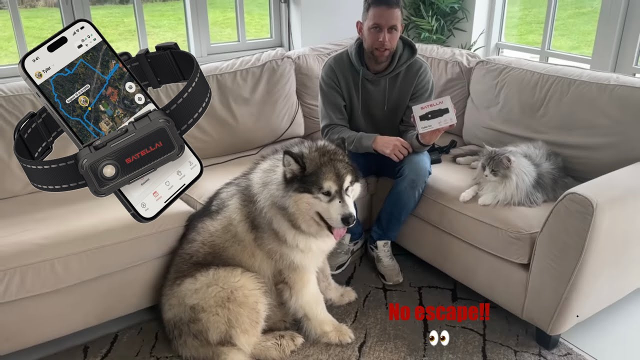 Если вы потеряли свою собаку! Ошейник SATELLAI Go!