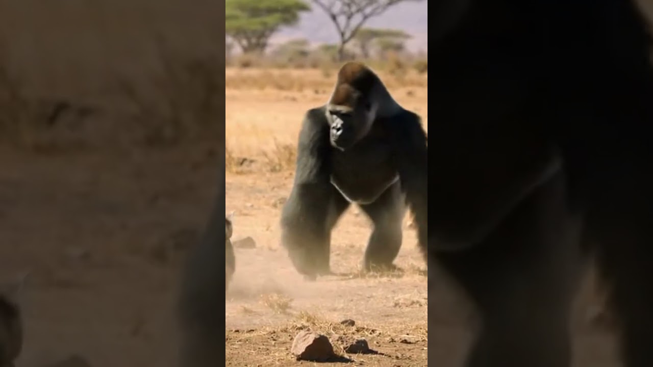 Gorilla Protects His Baby from a Hyena 🦍🍼 Brave Defense Saves The Day 
