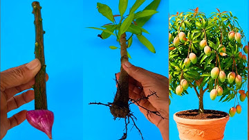 Không cần thuốc kích rễ! Giâm cành xoài chỉ cần một củ Hành 