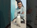 #song