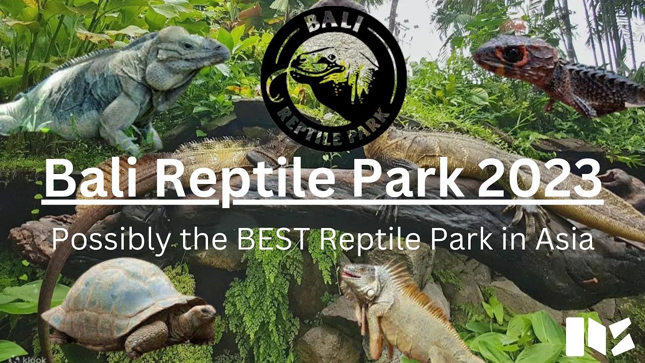 REPTILEVLOG5 Bali Reptile Park, the best Reptile Park in Asia?! YouTube