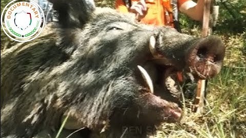 20 Tình Huống Lợn Rừng Tấn Công Người Nguy Hiểm | Động Vật Hoang Dã - Documentary