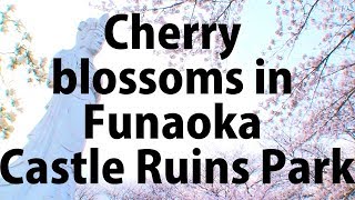 Cherry blossoms in Tohoku: Funaoka Castle Ruins Park