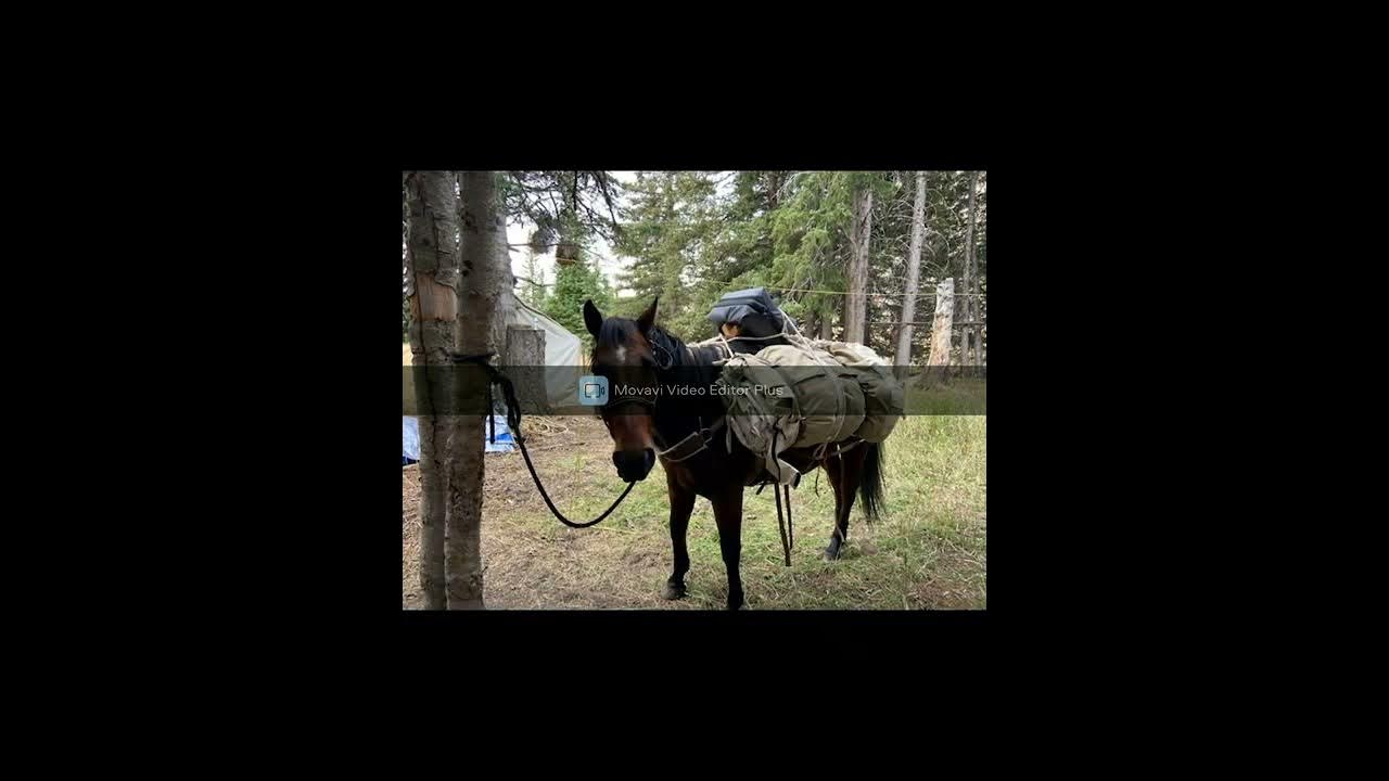 Deadwood 2015 Bay Gelding sells Billings Livestock August 27, 2022