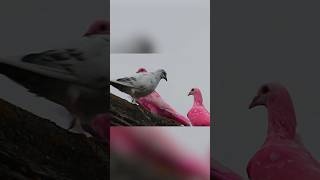 Откуда берутся розовые голуби