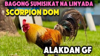 SCORPION DOM OF ALAKDAN FARM PART 1 