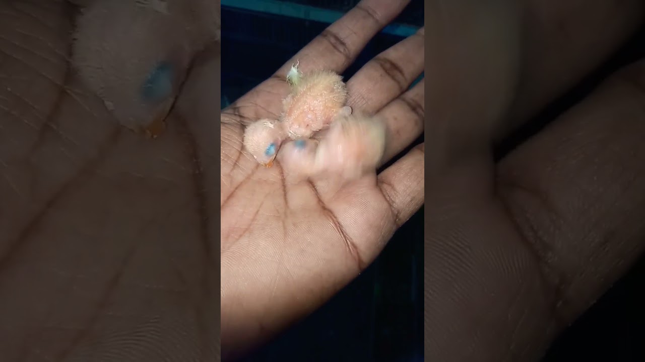 love birds Chick|parblue chicks|blue euwing|love birds|breeding season|2022|2023|routine