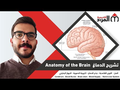 01- Brain Anatomy | تشريح الدماغ