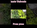 Net pot plants unboxing from pune  shortsfeed shorts shortsunboxing subscribe viral