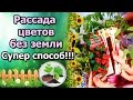 РАССАДА ЦВЕТОВ БЕЗ ЗЕМЛИ! ОДНОЛЕТНИКИ (БАРХАТЦЫ, ЦИНИЯ, НАСТУРЦИЯ) В САМОКРУТКЕ.