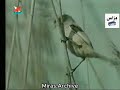 أذان الظهر تلفزيون البحرين القناة ٤٤ عام 1996 من النوادر