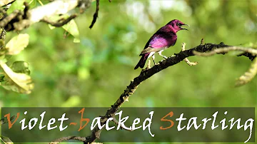Violet-backed Starling (Cinnyricinclus leucogaster) Bird Call | Kruger Birds | Stories Of The Kruger