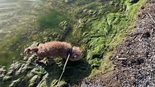 Eriskirch Am Bodensee - Juni 2022