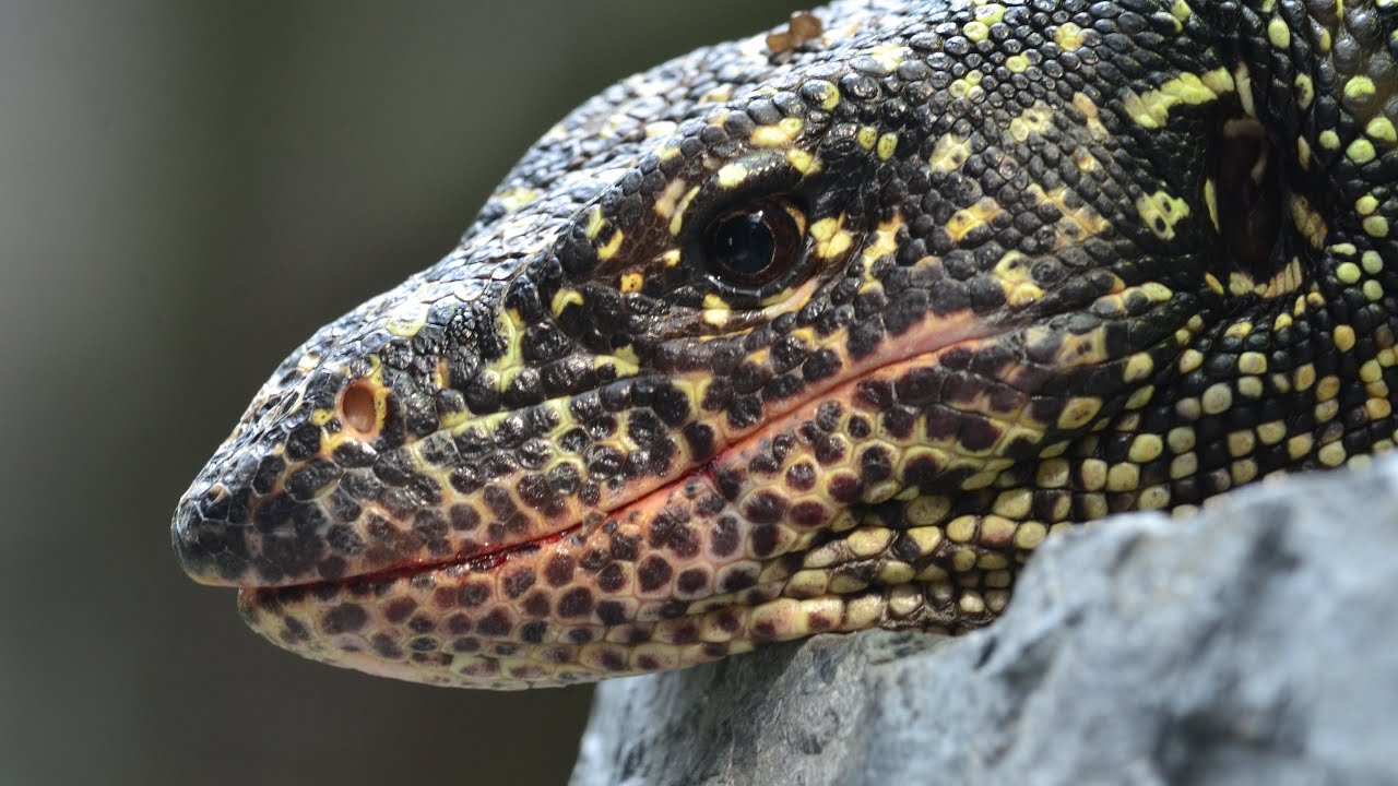 Tuen Mun Park Reptile House 屯門公園爬蟲館, Hong Kong YouTube