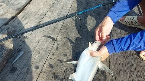 Câu Cá, Câu Tôm An Giang Mùa Nước Lũ Về Muộn.