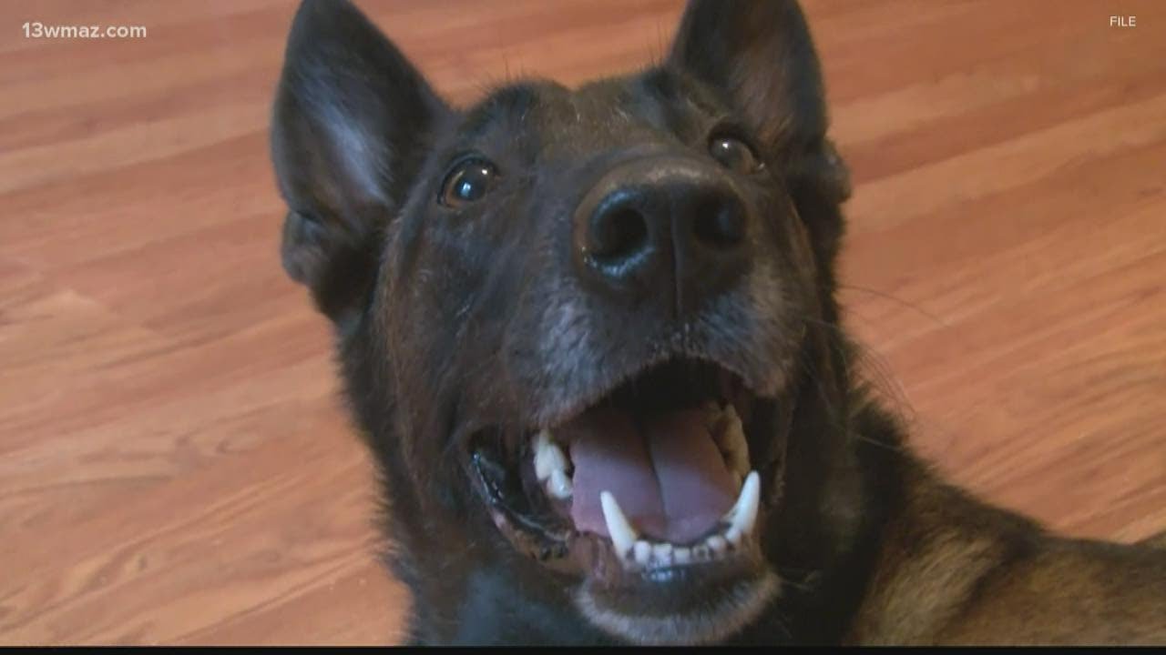 VERIFY: Eating cicadas won't harm your pet - YouTube