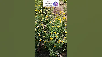 داوودی خوراکی Chrysanthemum Coronarium آموزش Garden طبیعت Plants Flowers 