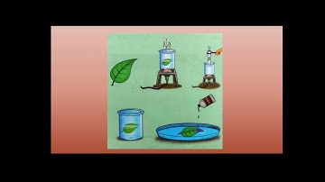 Class 4, Science, Chapter 6, Part 2 by Anubhuti Saxena